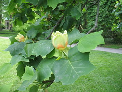 Tulip tree