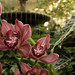 Cymbidium Red Beauty