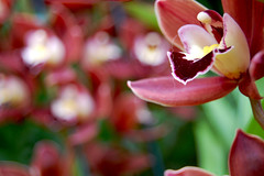 Cymbidium mimi