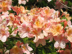 Azalea