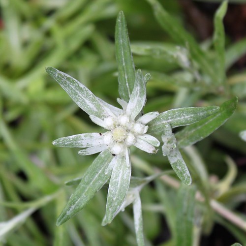 Edelweiss