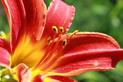 Daylily- Bess Ross