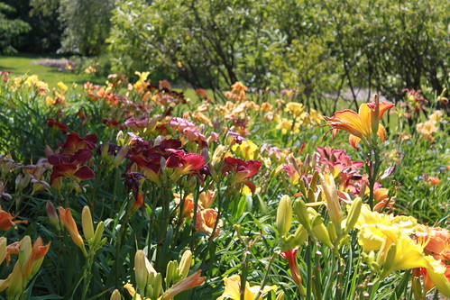 Daylilies