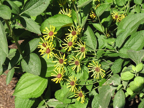 Sweet coneflower