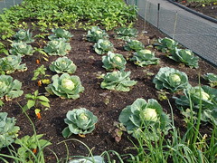 Kemper Family Vegetable Garden