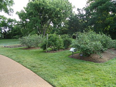 Kemper Fruit Garden
