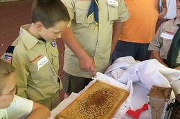 Beekeeper