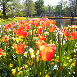 Tulips
