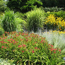 Variety of showy plants