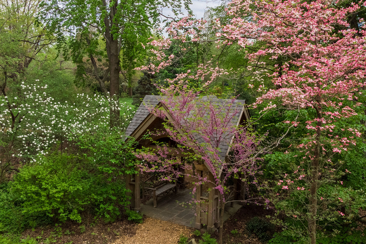 aerial view of English Woodland Garden gazebo surrounded by pink flowering dogwood blossoms