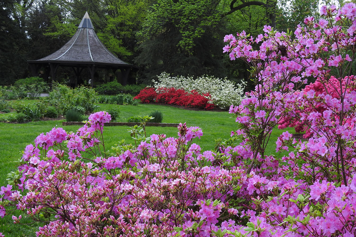 Blooming pink azaleas with gazebo in background