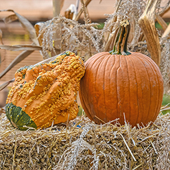 Squash and pumpkin on haybale
